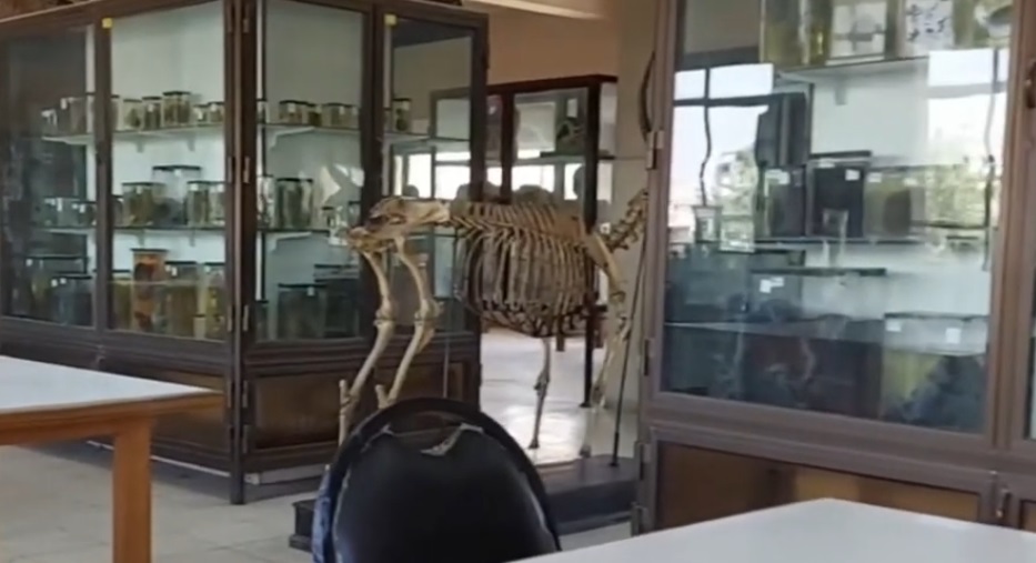 Qasr Al Ain Medical School Museum